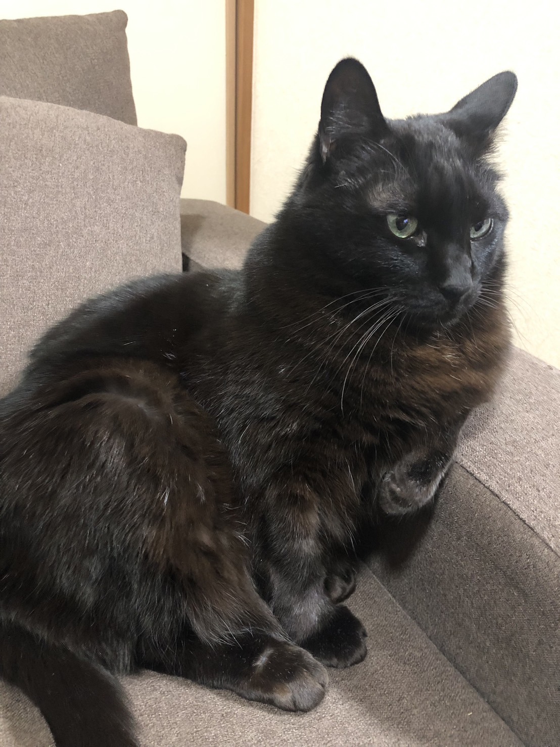 愛猫